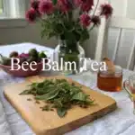 bee balm tea recipe